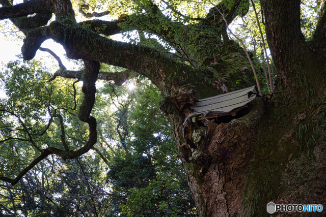 ご神木 大楠 ②