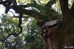 ご神木 大楠 ②