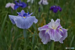 花菖蒲園 散策 ⑤