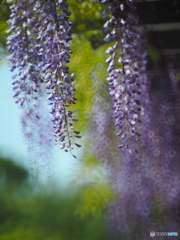 名城公園の藤４