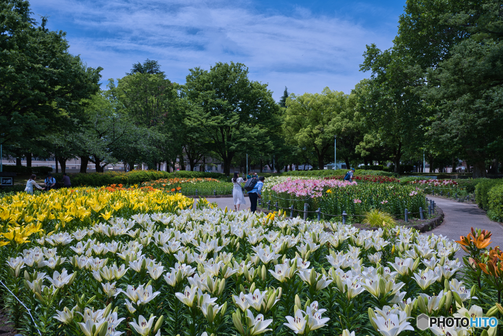 千種公園の百合 2025 ⑦