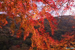 紅葉の愛岐トンネル群を歩く ⑥