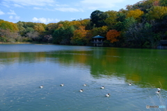 小幡緑地の紅葉 ③