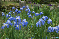 花菖蒲園 散策 ①