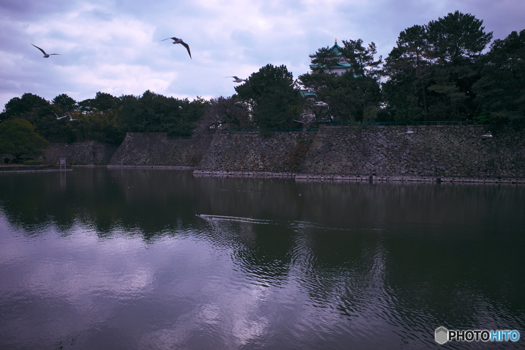 冬のお堀散策 ③  飛びかう水鳥たち