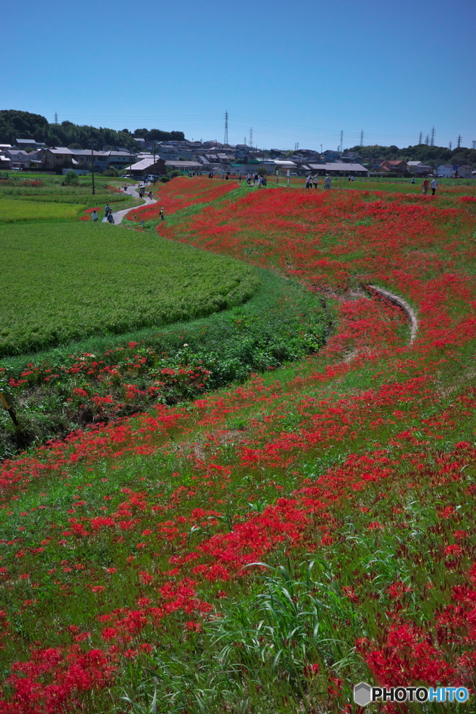 矢勝川の彼岸花 ⑥