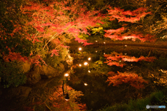 白鳥庭園 散策 ⑦