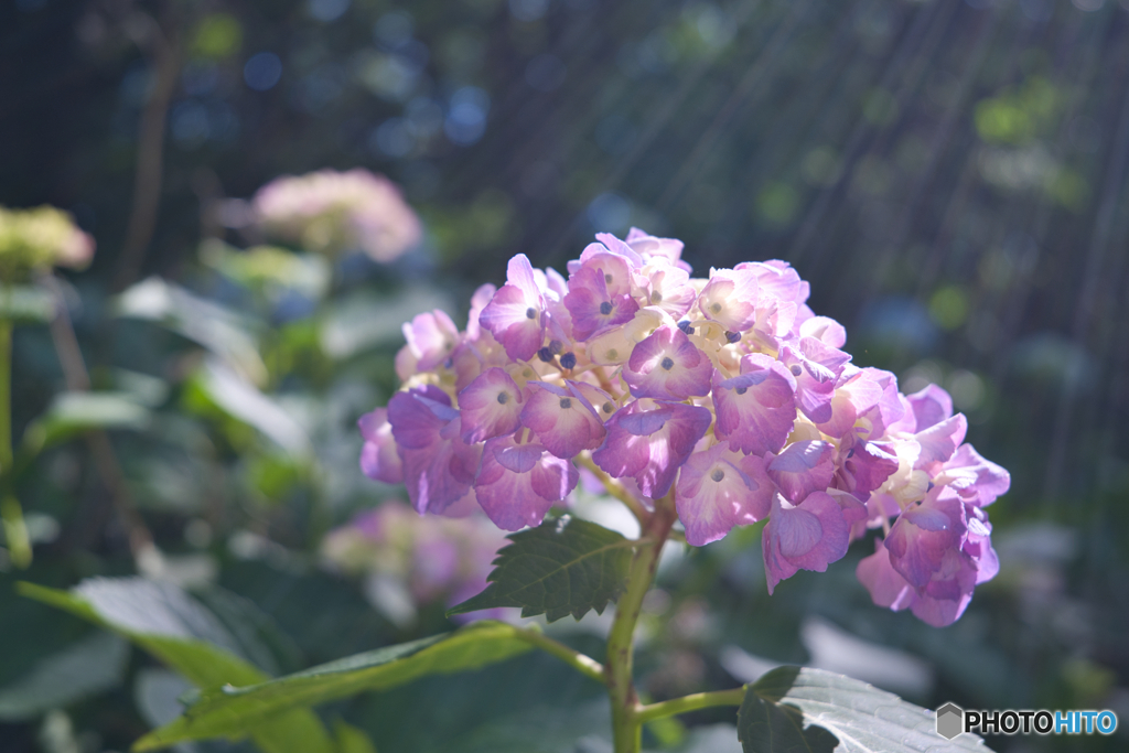 紫陽花 咲き始め