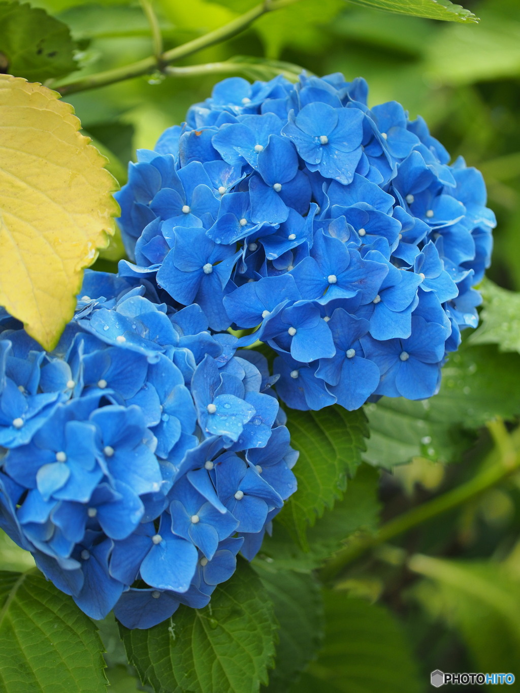 雨上がりの紫陽花⑦