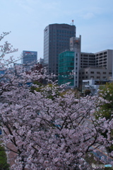 桜色の街 ⑦