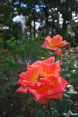 秋晴れの薔薇園 ⑤