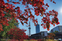 街の紅葉