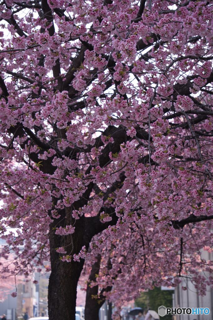 大寒桜の並木道 ①