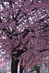 大寒桜の並木道 ①