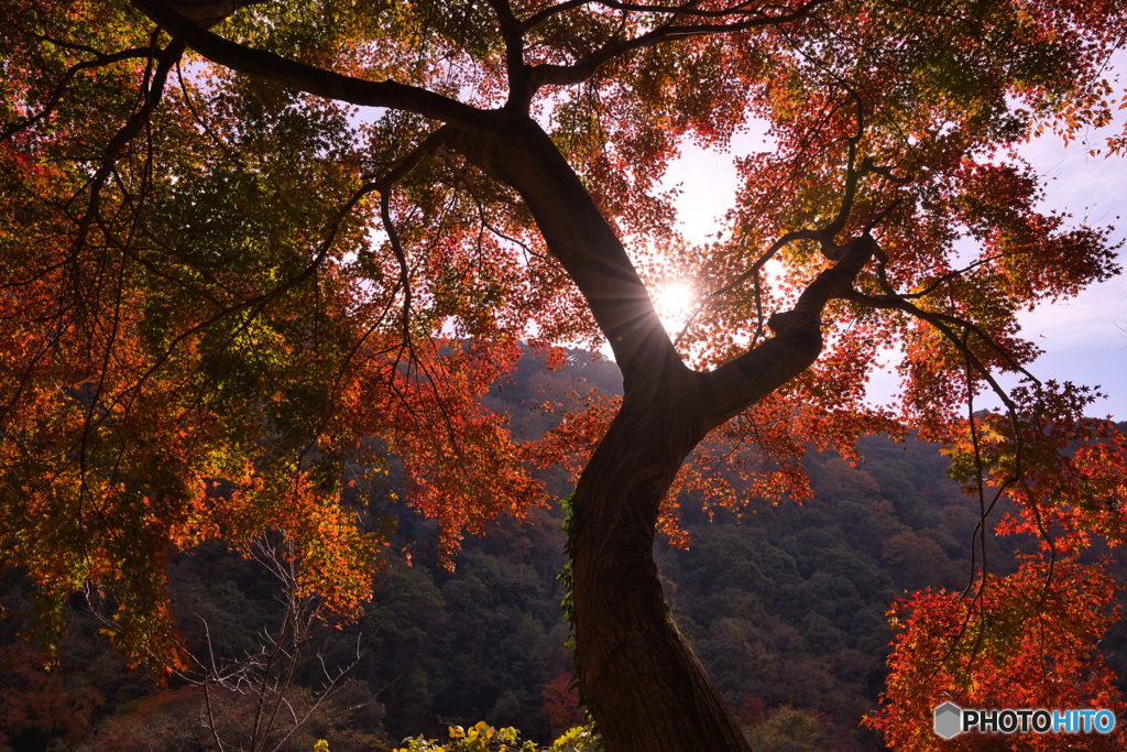 紅葉の愛岐トンネル群を歩く ⑧