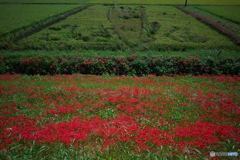 矢勝川の彼岸花 ④