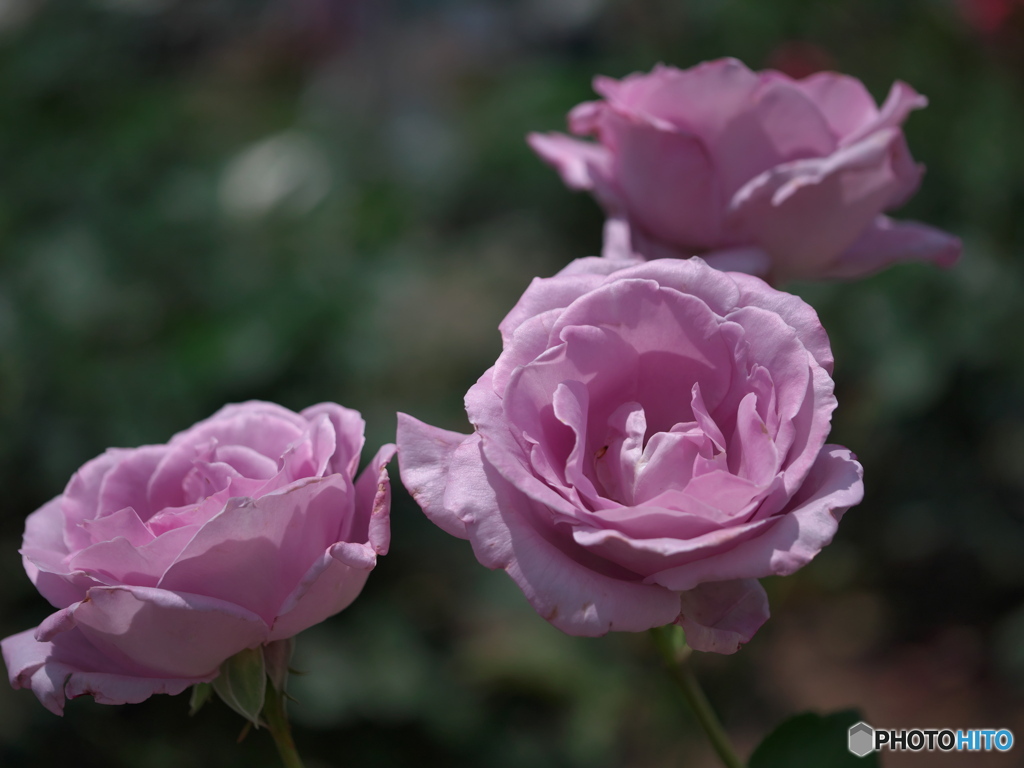 鶴舞公園の薔薇 2023 ⑦