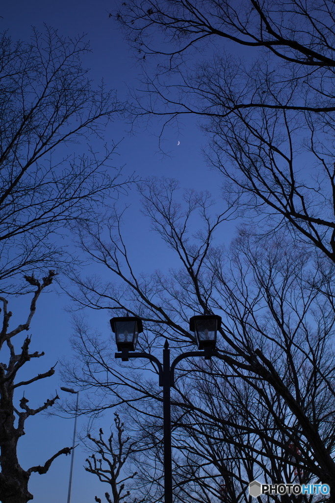冬の散歩道 ⑤ 蒼天と三日月