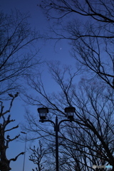 冬の散歩道 ⑤ 蒼天と三日月