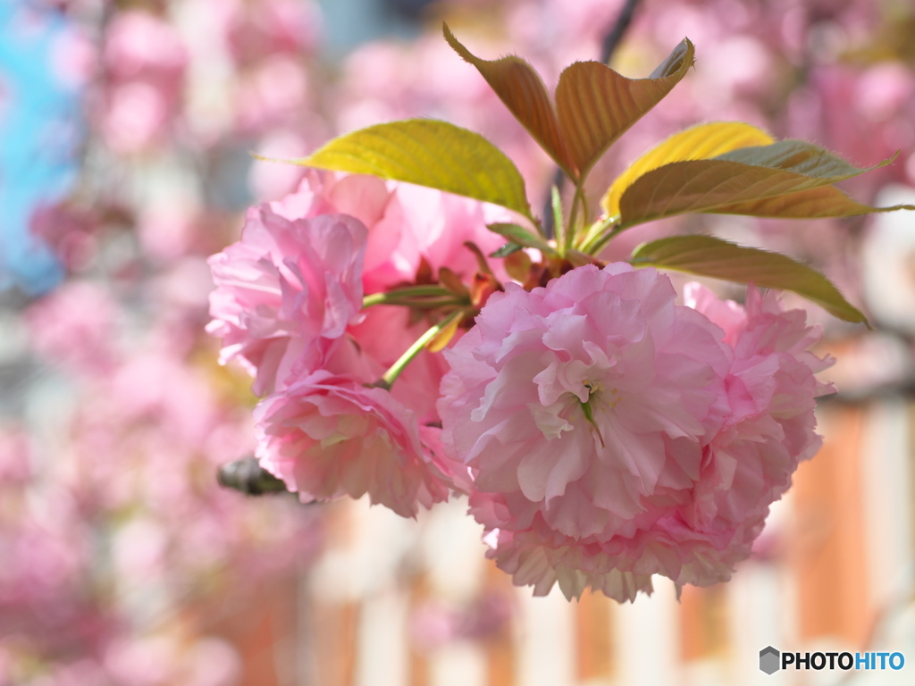 里桜 満開 ①