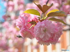 里桜 満開 ①