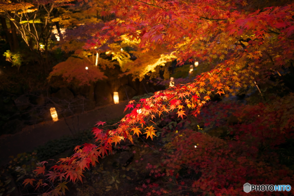 徳川園 紅葉ライトアップ ④