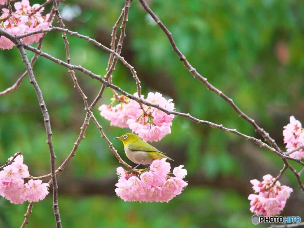 大寒桜３
