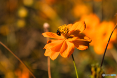 キバナコスモスとテントウムシ