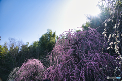 枝垂れ梅 満開 ⑤