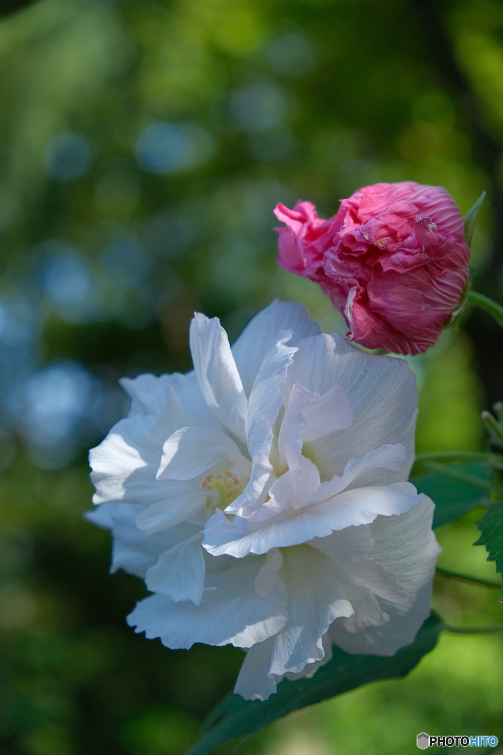 鶴舞公園の酔芙蓉 ③