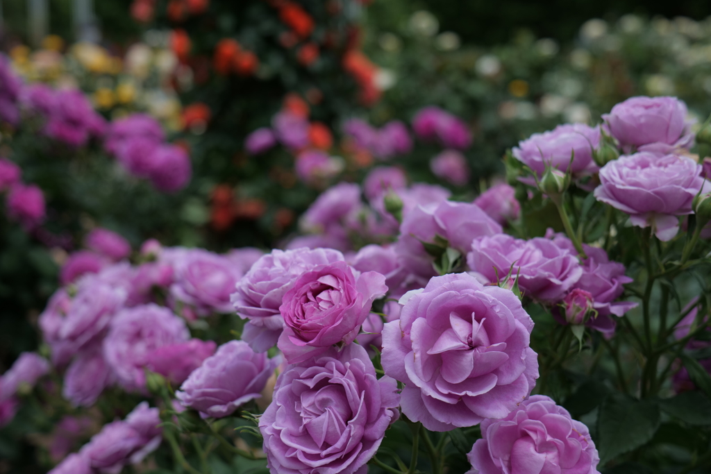 続・薔薇園散策 ②