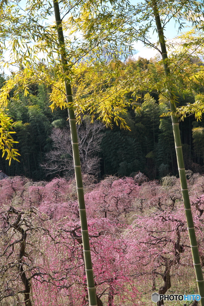 枝垂れ梅 開花 ③