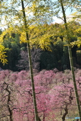 枝垂れ梅 開花 ③