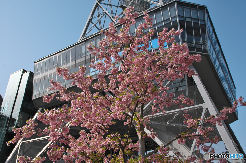 見上げる河津桜 ②