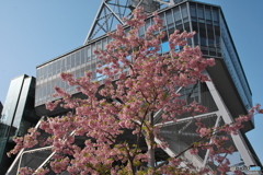 見上げる河津桜 ②