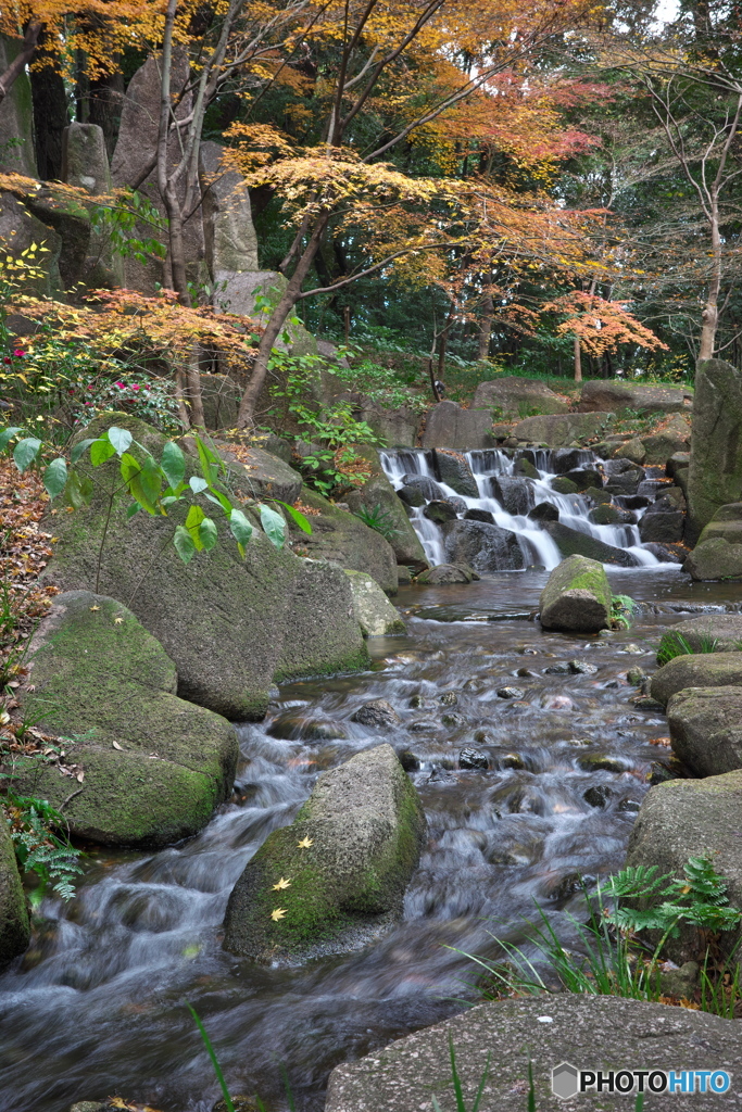 新春 名残りの紅葉 ③