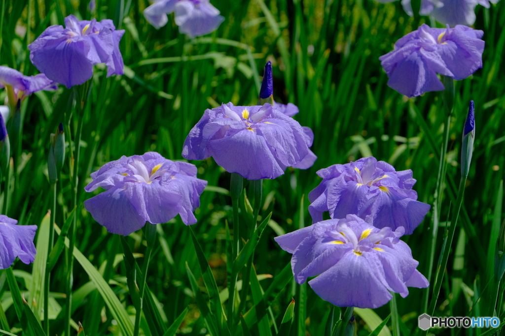 徳川園の花菖蒲 2024 ②