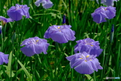 徳川園の花菖蒲 2024 ②