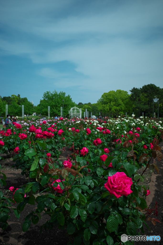 鶴舞公園の薔薇⑨