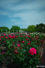 鶴舞公園の薔薇⑨