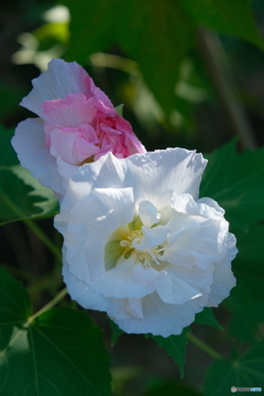 鶴舞公園の酔芙蓉 ①