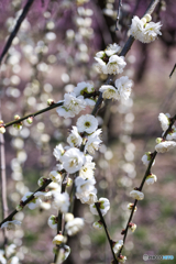 枝垂れ梅 満開 ④