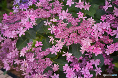 華やかな紫陽花 ②