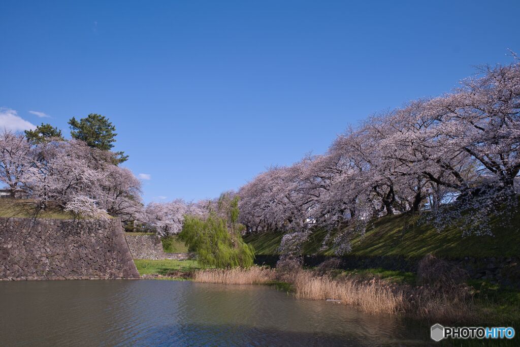 名古屋城 お堀の桜 ②