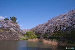 名古屋城 お堀の桜 ②