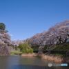 名古屋城 お堀の桜 ②