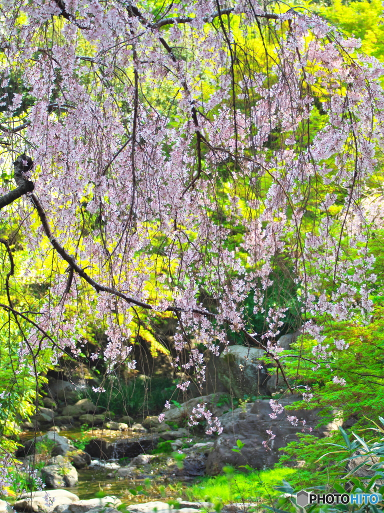 水辺の枝垂桜 ②