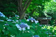 護国神社の紫陽花 ①