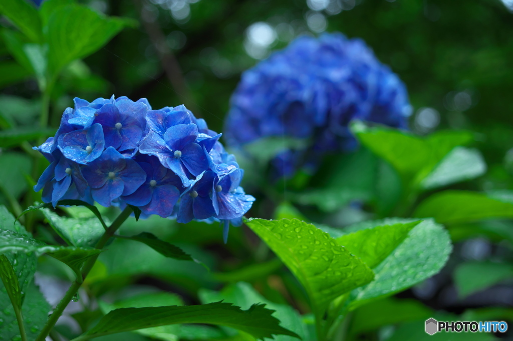 梅雨の記憶 ②