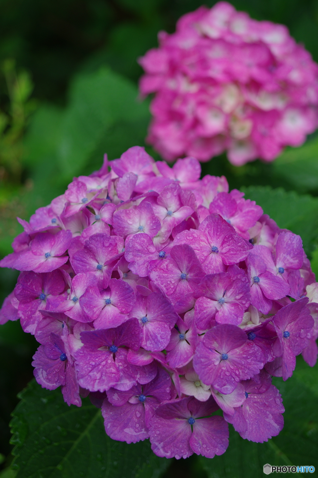 梅雨入り ～ 紫陽花の季節５